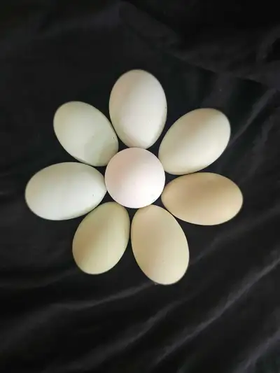 Hatching Eggs  Blue and Green , View more