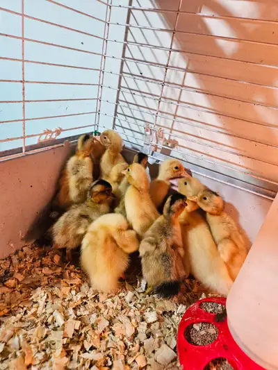 We have both pekin duckling and appleyard duckling available we are located 2 mins north of olds