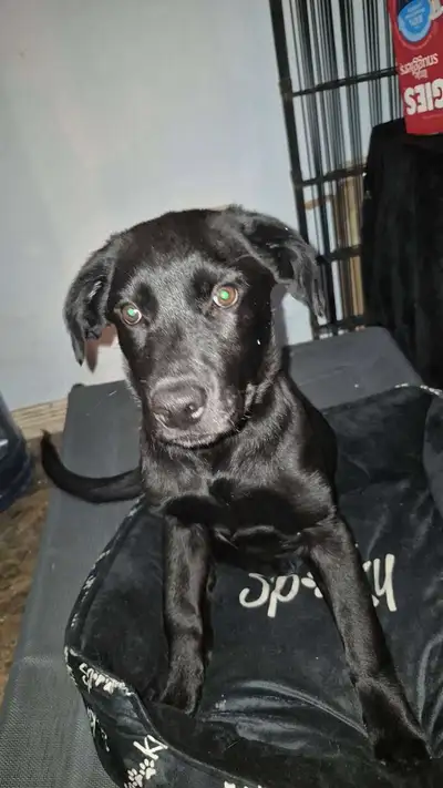 male puppy, View more