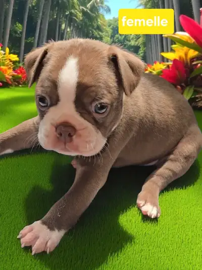 Boston terrier, View more
