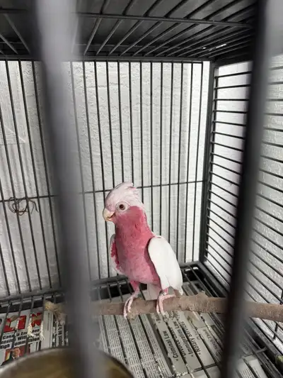 Latino Galah  Cockatoo, View more