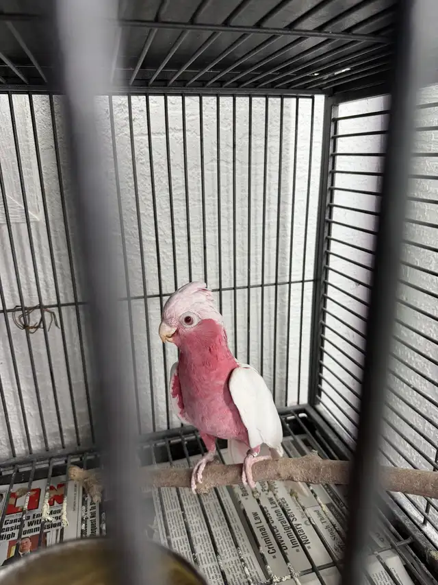 Latino Galah  Cockatoo in Birds for Rehoming in Delta/Surrey/Langley - Image 2
