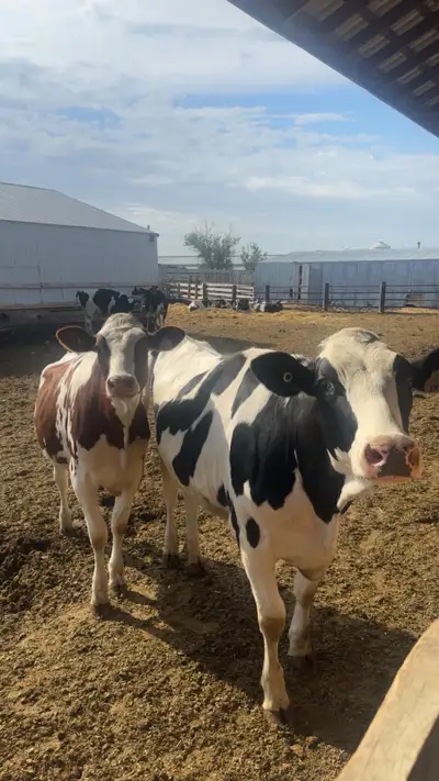Casual Milker , View more