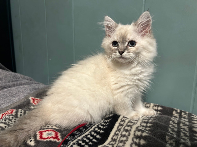 Gorgeous Lynx Point Female Ragdoll in Cats & Kittens for Rehoming in City of Toronto - Image 2