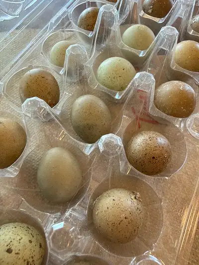18 Button Quail Hatching Eggs , View more