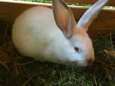 Theses are big bunnies, even though they are still very young. 1 female (brown) and the white is mal...