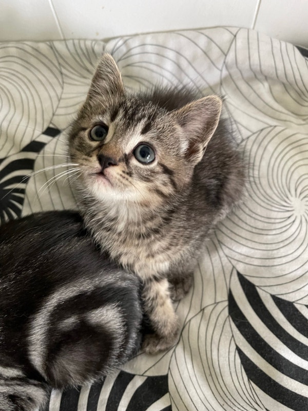 Really Cute and smart ragdoll mix girl kittens | Cats & Kittens for