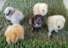 Beautiful Silkie Chickens / Hatchling Eggs , View more