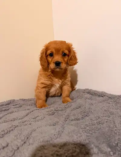 Red Cavapoo puppies, View more