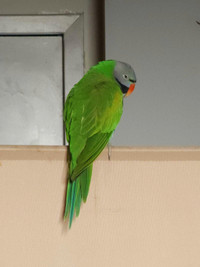 Various birds for rehome (No Breeders)