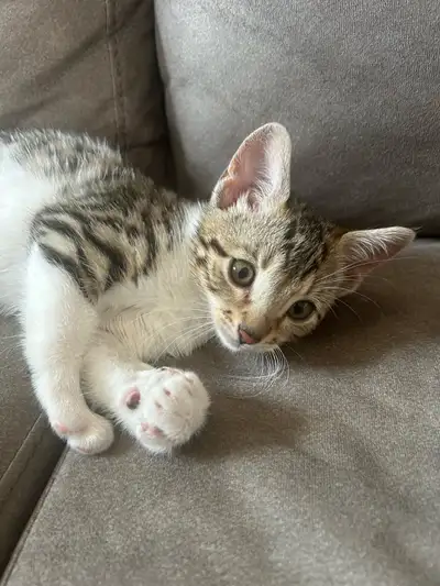 Chaton blanc/tigré, View more