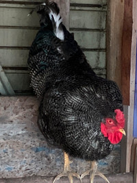 Olive-Egger Rooster