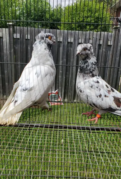 pigeons for sale, View more