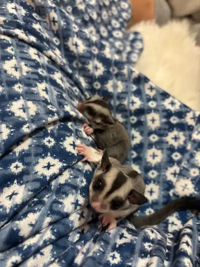 sugar gliders, View more