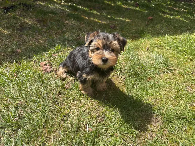 Yorkshire Terrier Puppies in Dogs & Puppies for Rehoming in Markham / York Region - Image 6
