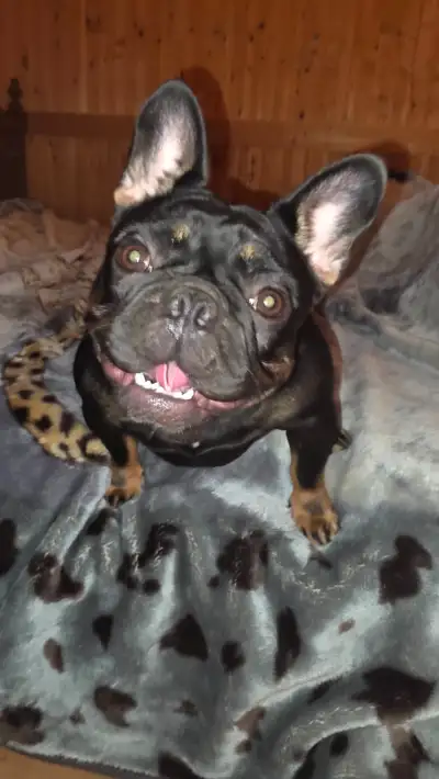 Femelle Bouledogue Français, View more