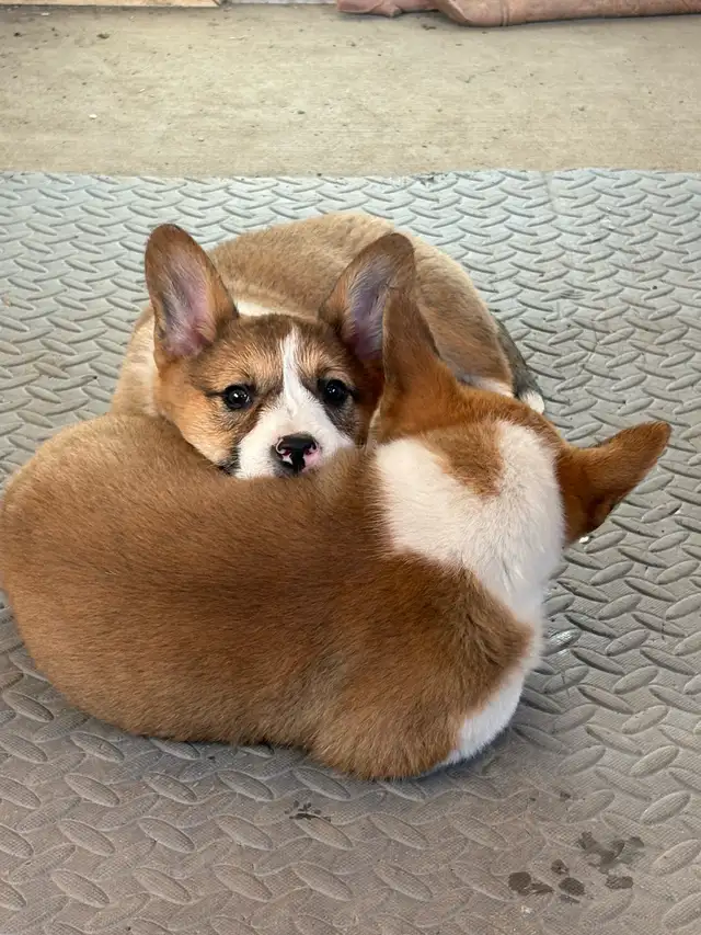 cowboy corgis in Dogs & Puppies for Rehoming in Vernon - Image 2