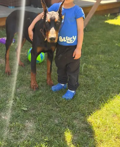pure doberman $4500, View more