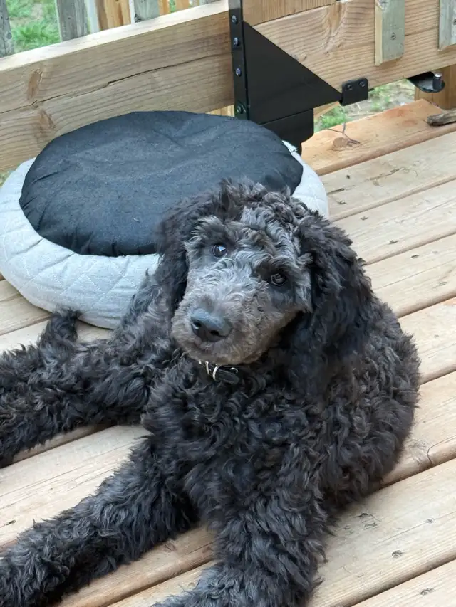caniche royal (poodle) in Dogs & Puppies for Rehoming in Laurentides - Image 5