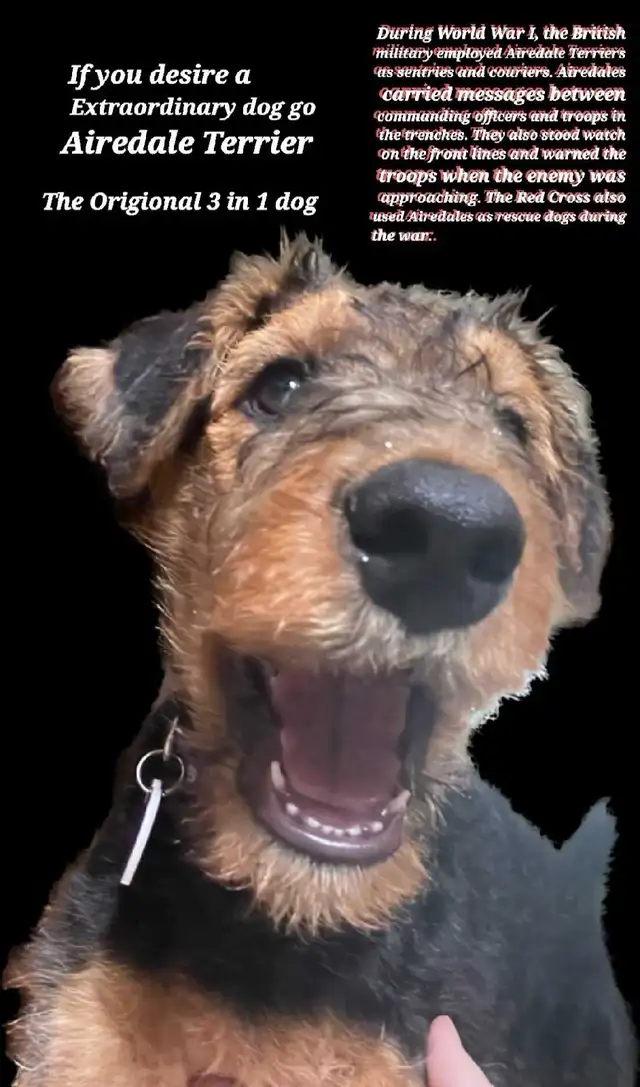 Airedale Terrier Puppies CKC Reg'd in Dogs & Puppies for Rehoming in Sudbury - Image 2