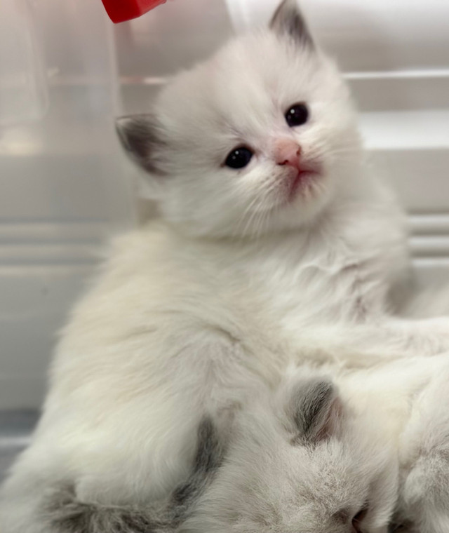 TICA registered purebred RAGDOLL kittens-1 female left! dans Chats et chatons à adopter  à Ville de Montréal - Image 4