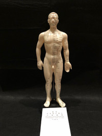 Acupuncture model