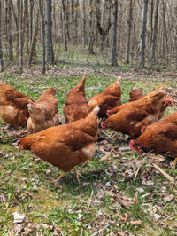 Laying hens