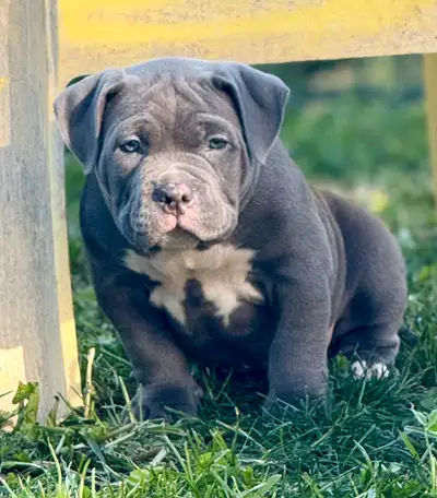 Beautiful Pups Ready for Loving Homes – Males & Females We have a gorgeous litter of pups born on Ma...