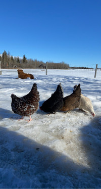 ISO pullets of mixed laying breeds 