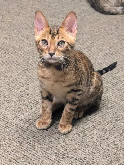 .TICA-Registered Bengal Kittens Available, View more