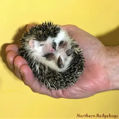 Pedigreed Hedgehog Babies from local Breeder in Small Animals, View more