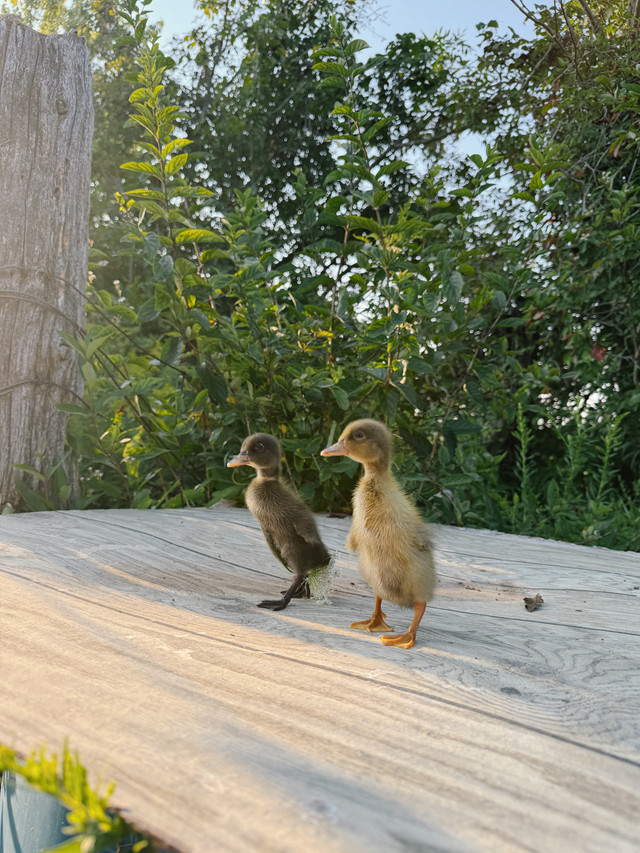 2 Indian runner ducklings  in Livestock in Chatham-Kent - Image 2