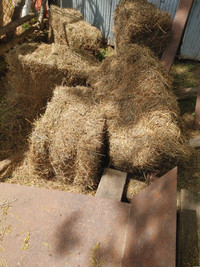 Small square bales of hay for sale