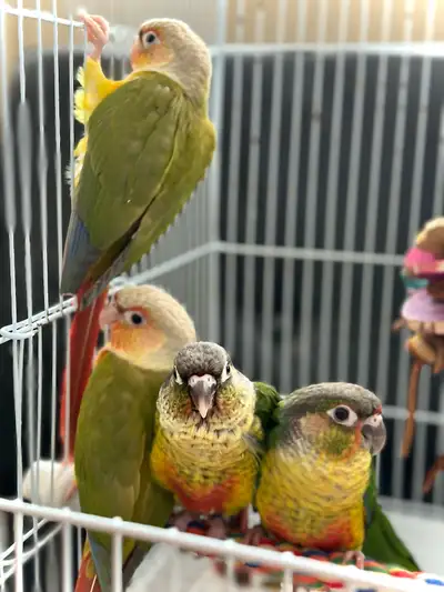 Baby Parrot Yellow-Sided Conures – Split to Lutino (rare), View more