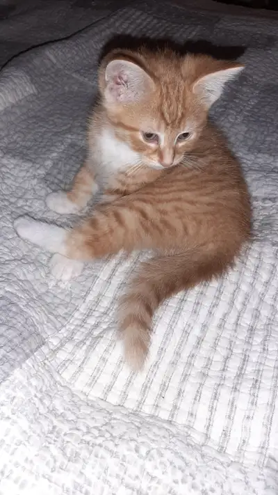 Magnifique chaton mâle roux et blanc ...sociabilisé avec pitou ., View more