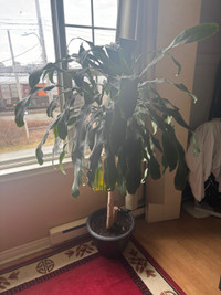 5 ft Tropical Plant