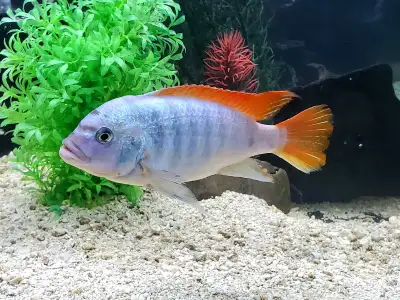 Cichlidés Africains Métriaclima Greshakei, View more