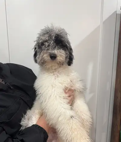 Male Moyen Poodle, View more