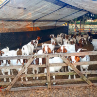 Great Quality Boer Goats For Breeding and Commercial