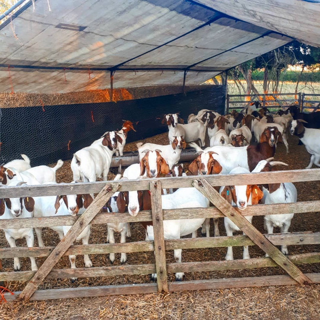Great Quality Boer Goats For Breeding and Commercial in Other in Belleville