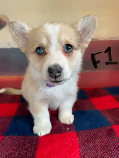 PEMBROKE WELSH CORGI Pups, View more