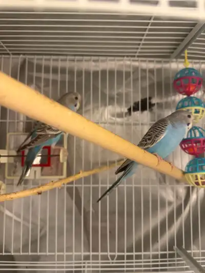 Young Budgies for sale, View more