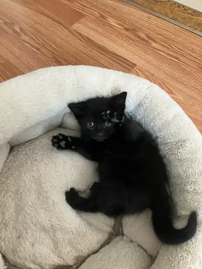 Adorable Male Kitten, View more