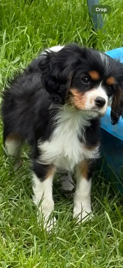  Cavalier King Charles spaniels, View more