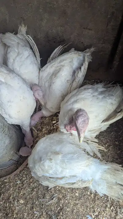 7  EXTRA TURKEYS, View more