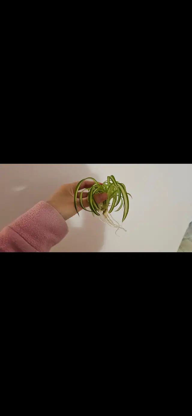 Spider plant490890803387443202