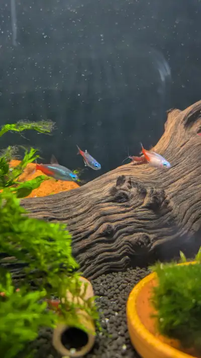 Diamond Head Tetras for rehoming x4, View more