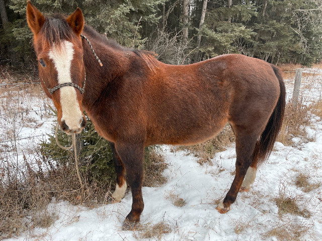 16 y/o companion or restart project in Horses & Ponies for Rehoming in Prince Albert - Image 2
