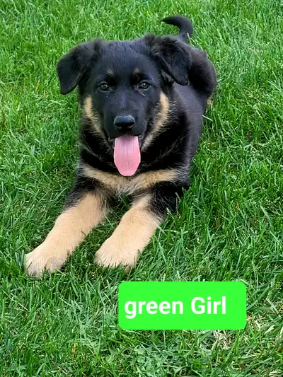 German Shepherd puppies Registered, View more