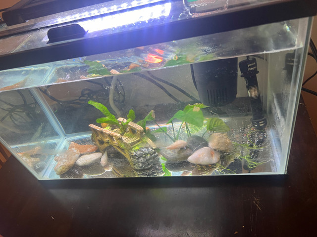 Fish tank fs in Fish for Rehoming in Prince George